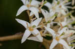 Silky dogwood